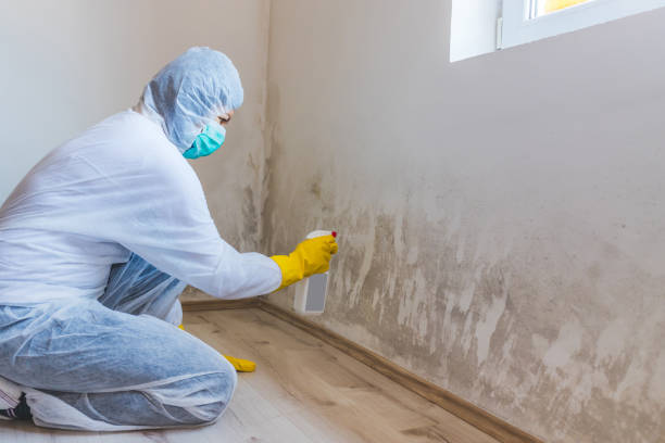 Licensed Basement Mold Remediation service in Sarasota, FL - WQB Mold Removal