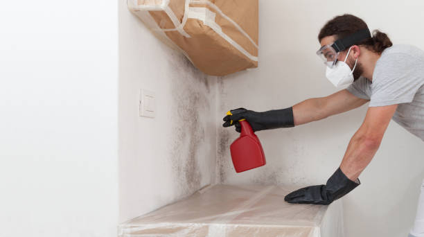 Professional Basement Mold Remediation technician working in Sarasota, FL