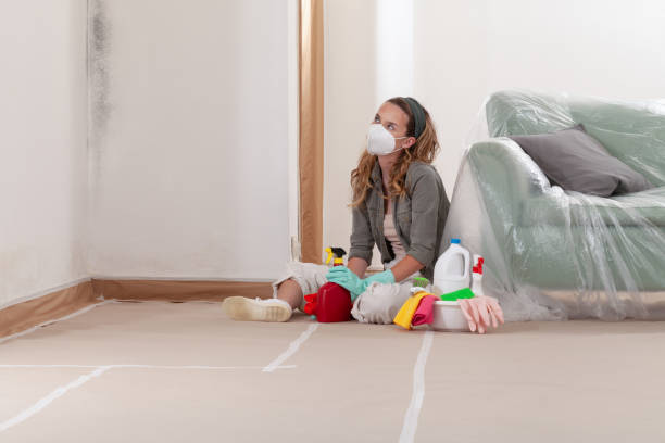 Reliable Basement Mold Remediation contractor in Sarasota, FL by WQB Mold Removal